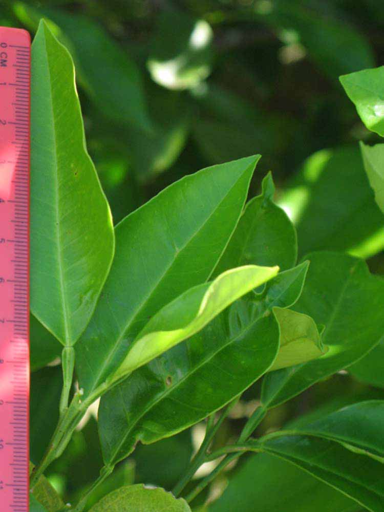              Unifoliolate leaf (Winter Haven, FL)       